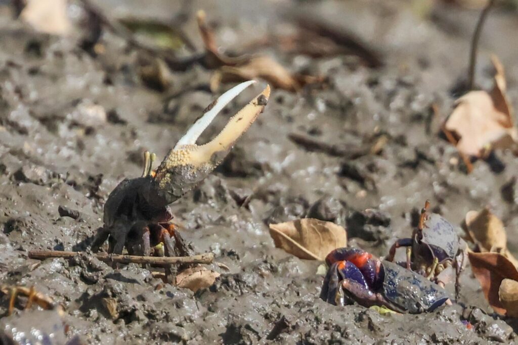 West African Fiddler Crabs