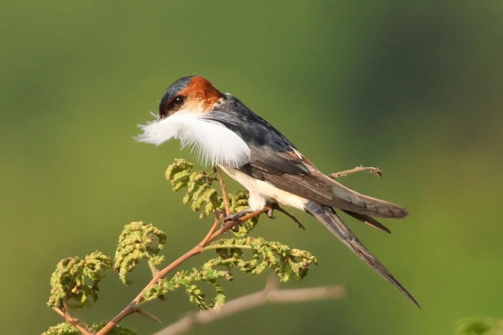 West African Swallow