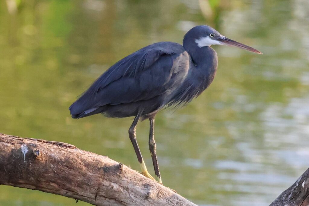 Western Reef Heron