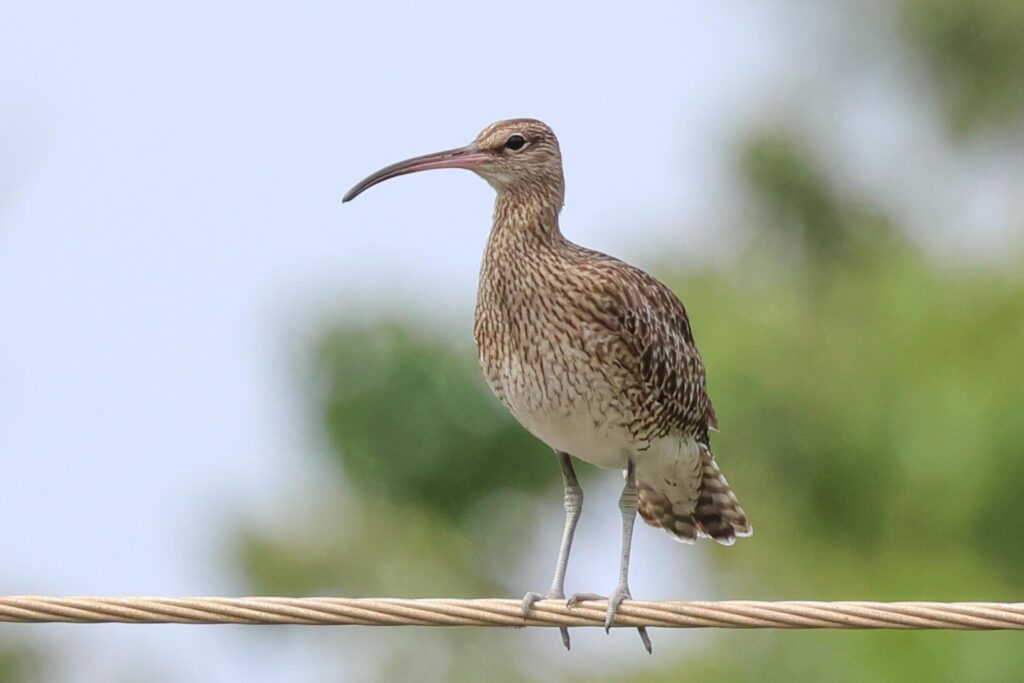 Whimbrel