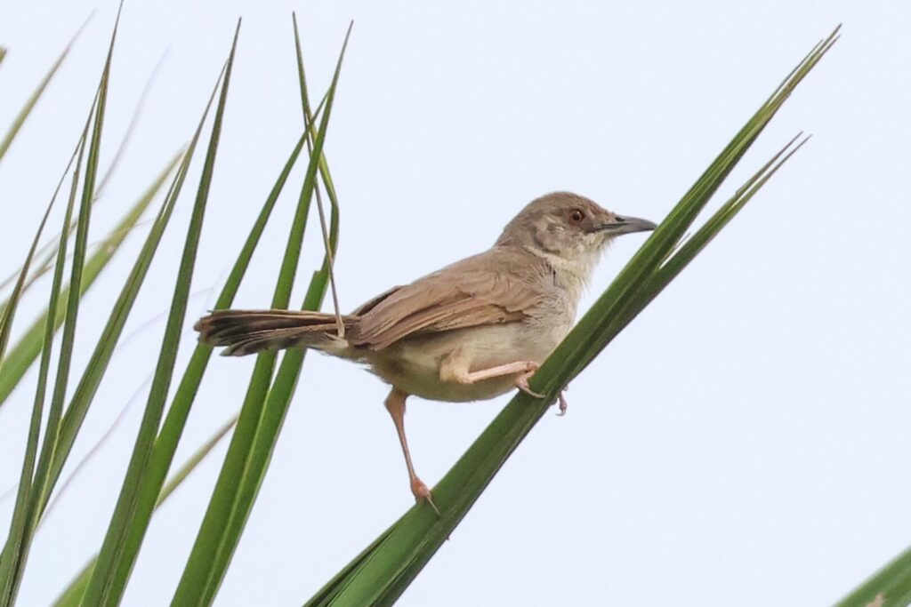 Whistling Cisticola