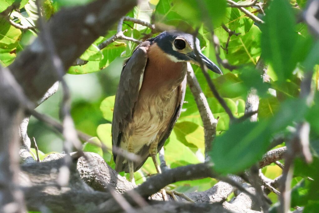 White-backed Night Heron