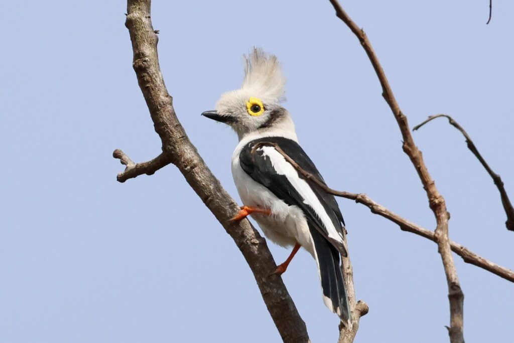 White-crested Helmetshrike