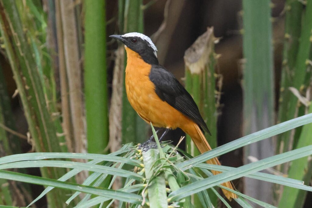 White-crowned Robin-Chat