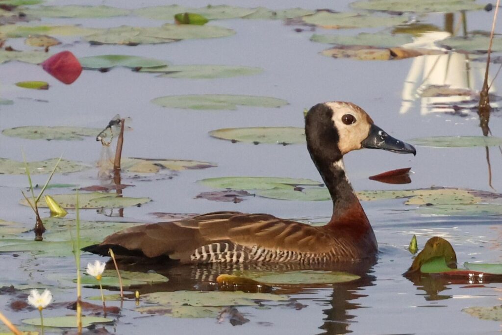 White-faced Whistling-Duck