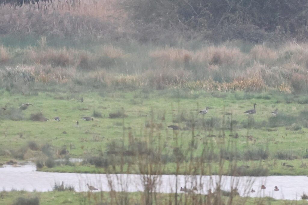 White-fronted Geese