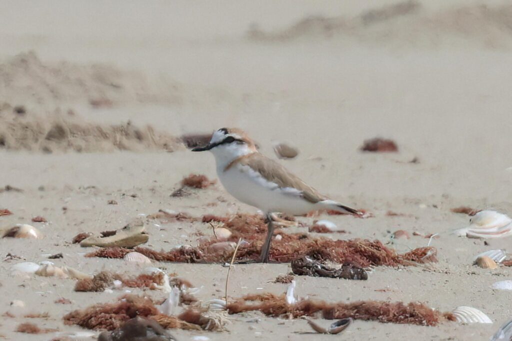 White-fronted Plover