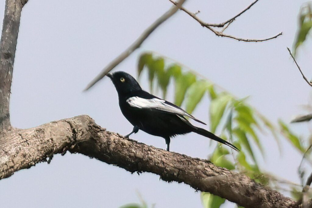 White-shouldered Black-Tit