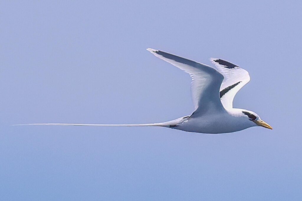 White-tailed Tropicbird