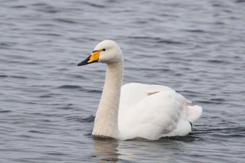 Whooper Swan