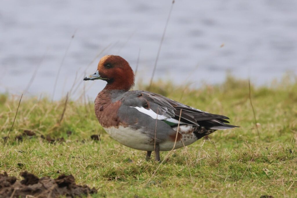 Wigeon