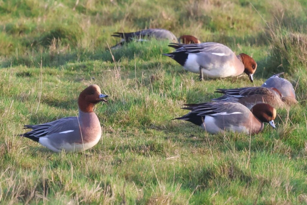 Wigeon