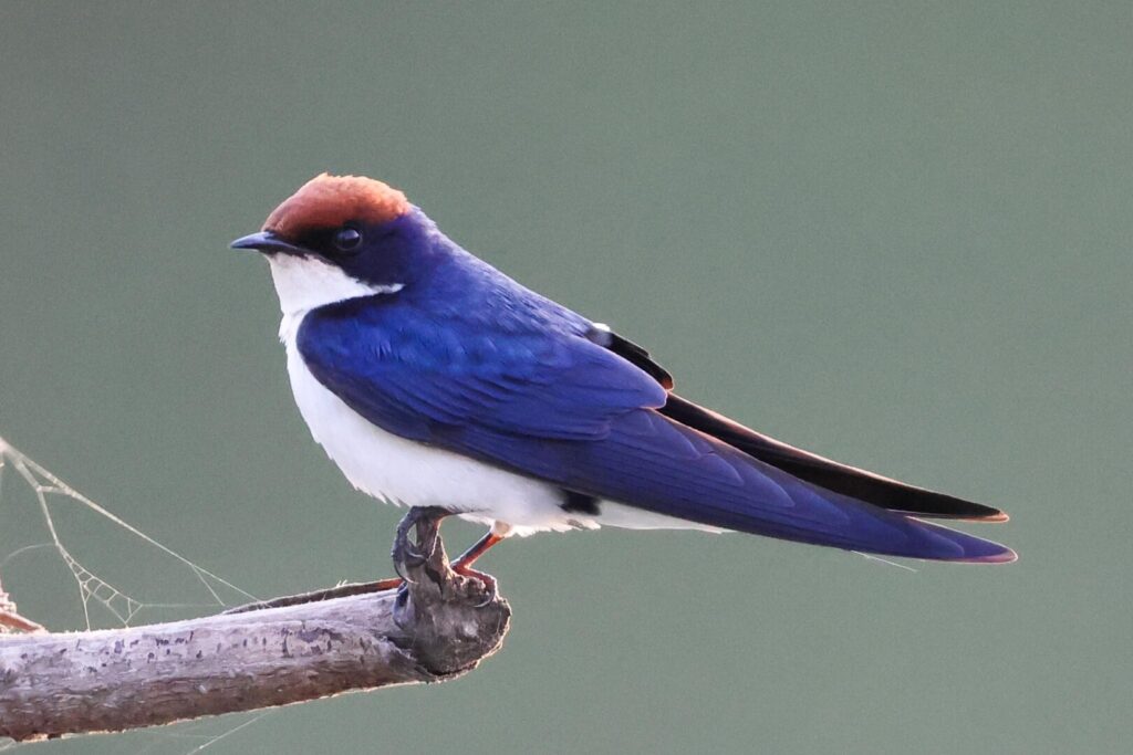 Wire-tailed Swallow