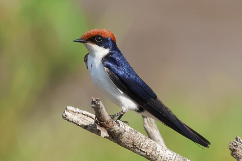 Wire-tailed Swallow