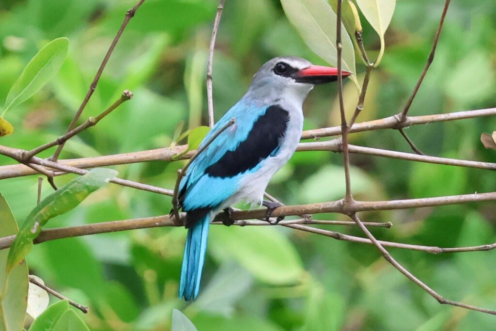 Woodland Kingfisher