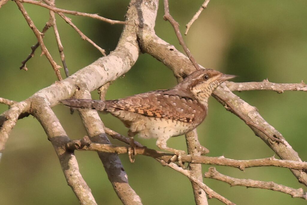 Eurasian Wryneck