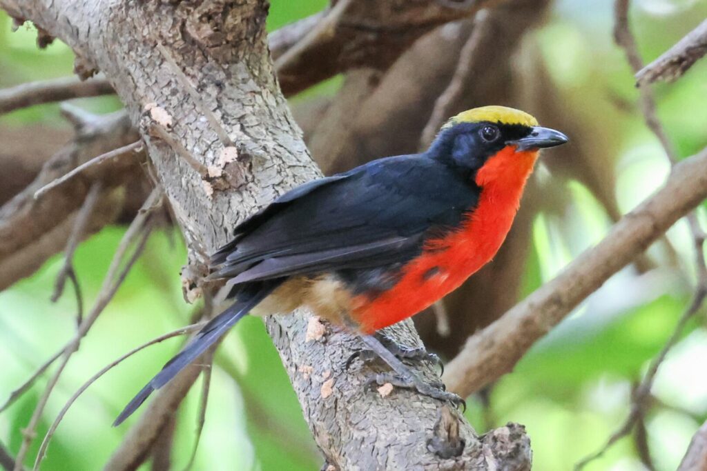 Yellow-crowned Gonolek