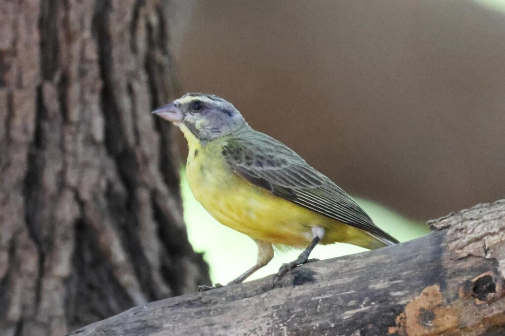 Yellow-fronted Canary