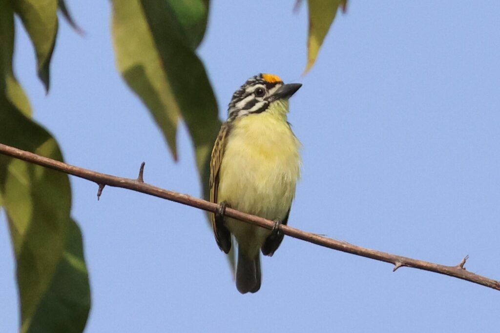 Yellow-fronted Tinkerbird