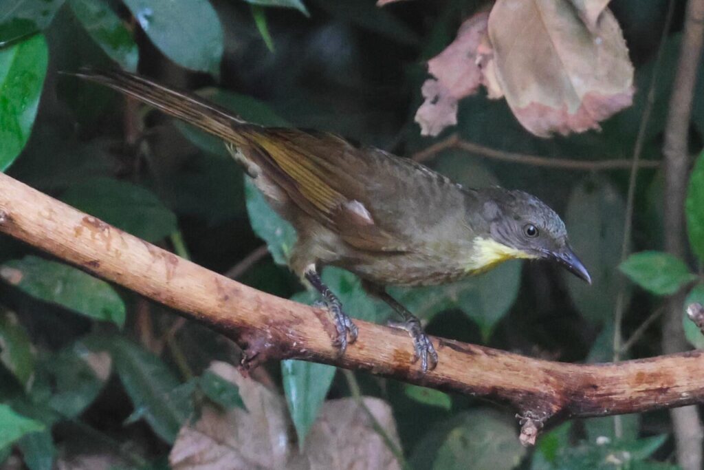 Yellow-throated Leaflove