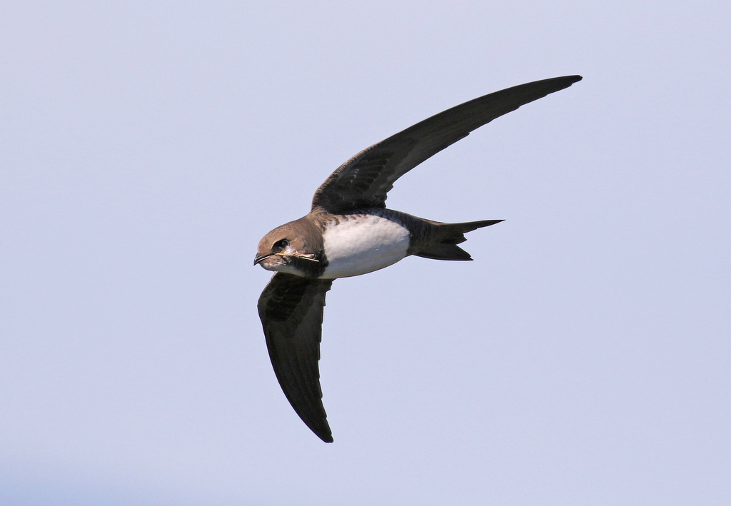 Alpine Swift