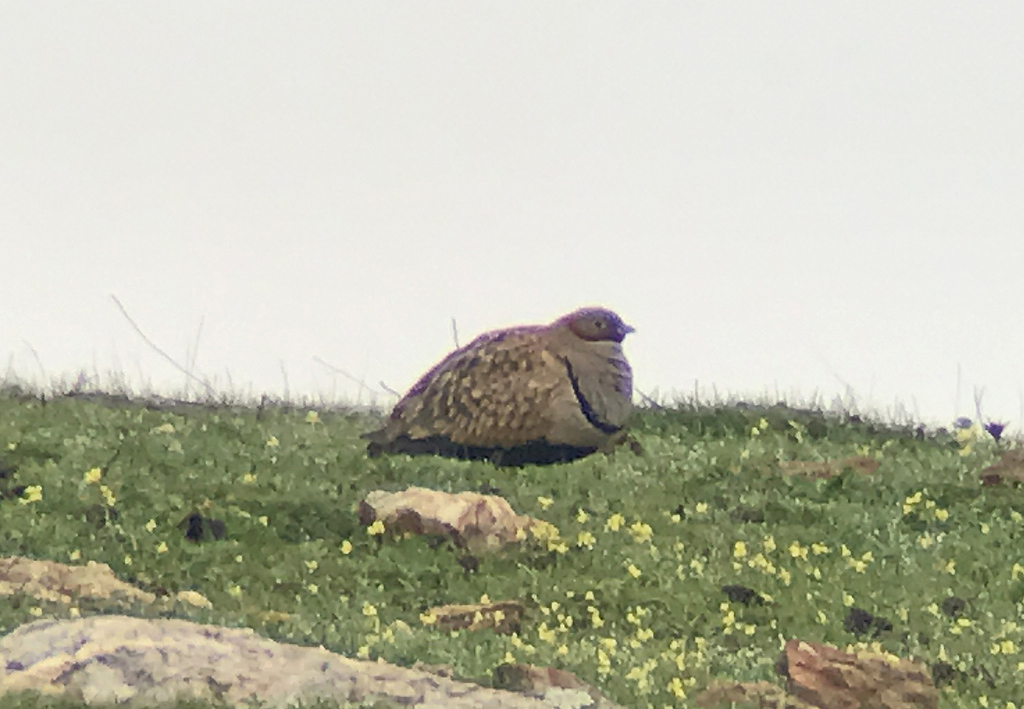 Black-bellied Sandgrouse