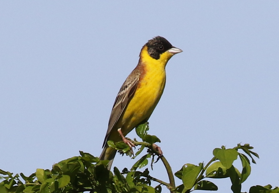 Black-headed Bunting