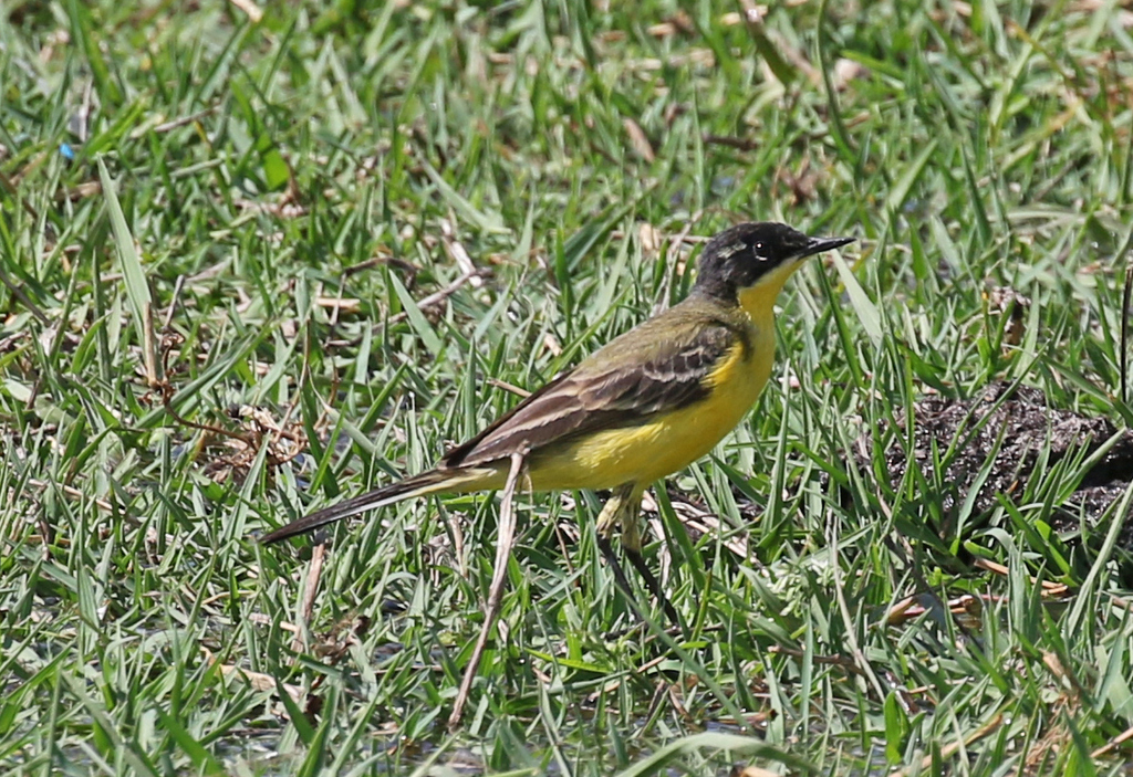 Black-headed Wagtail superciliaris