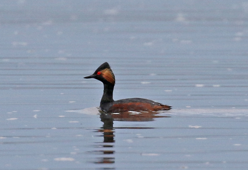 Black-necked Grebe