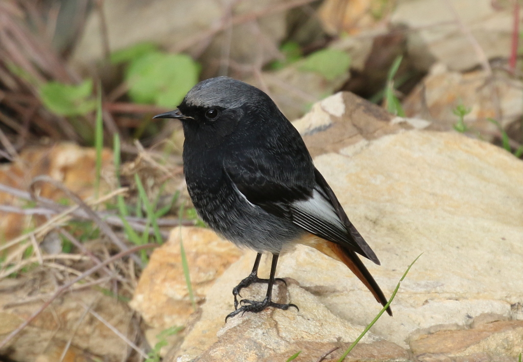 Black Redstart