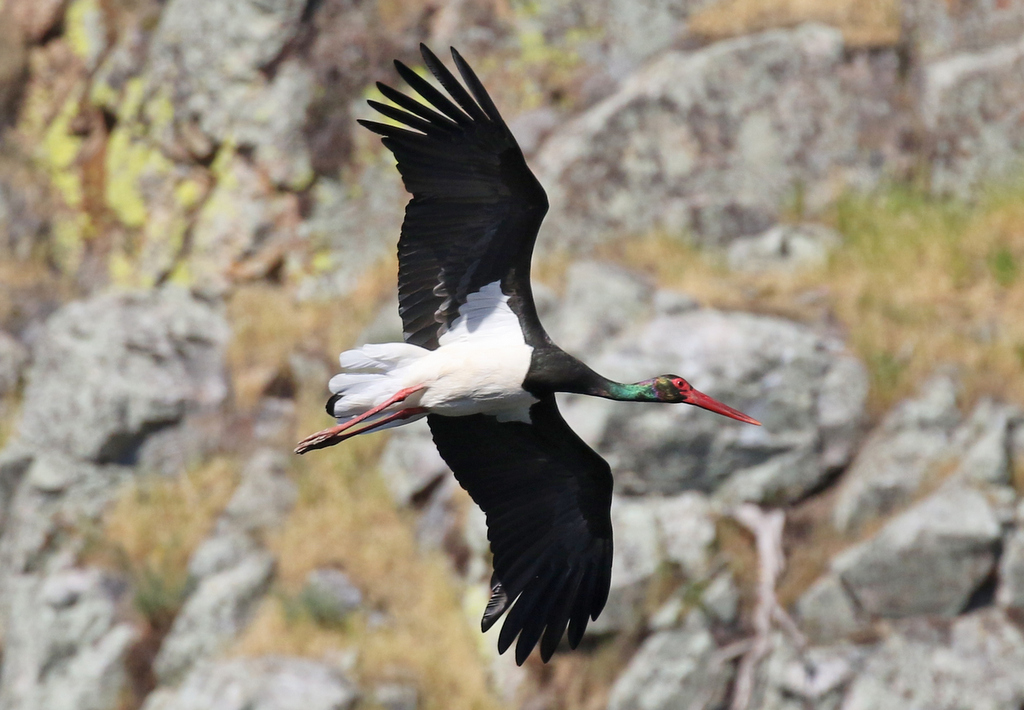 Black Stork