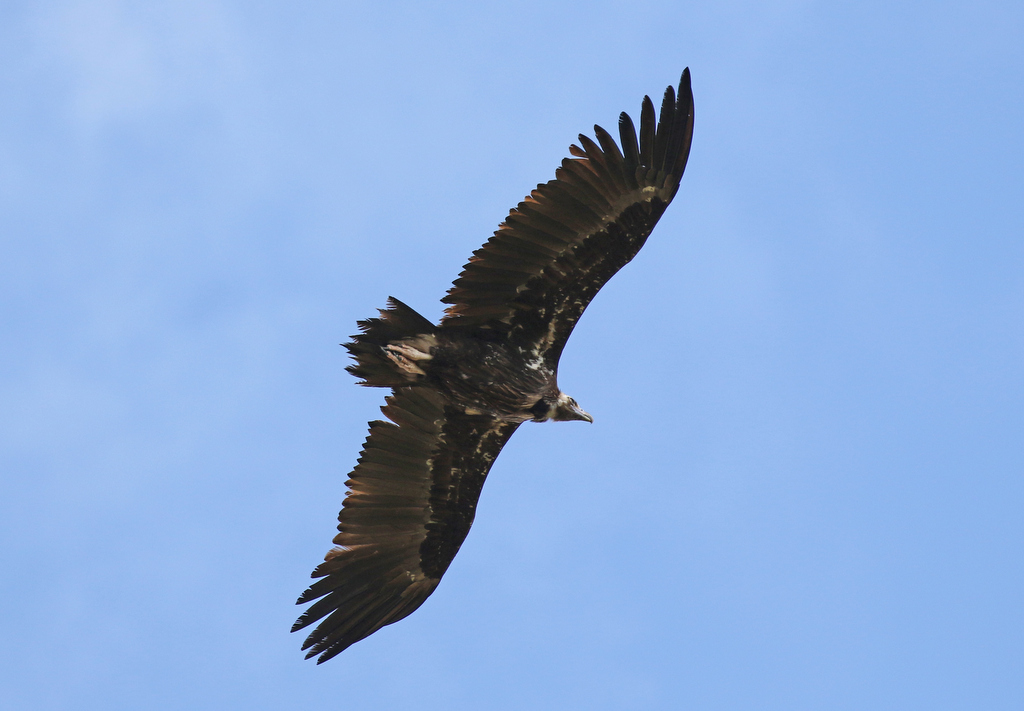 Black Vulture