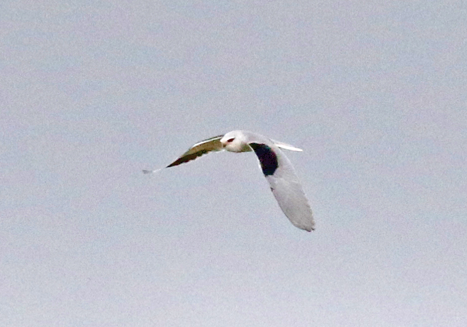 Black-winged Kite