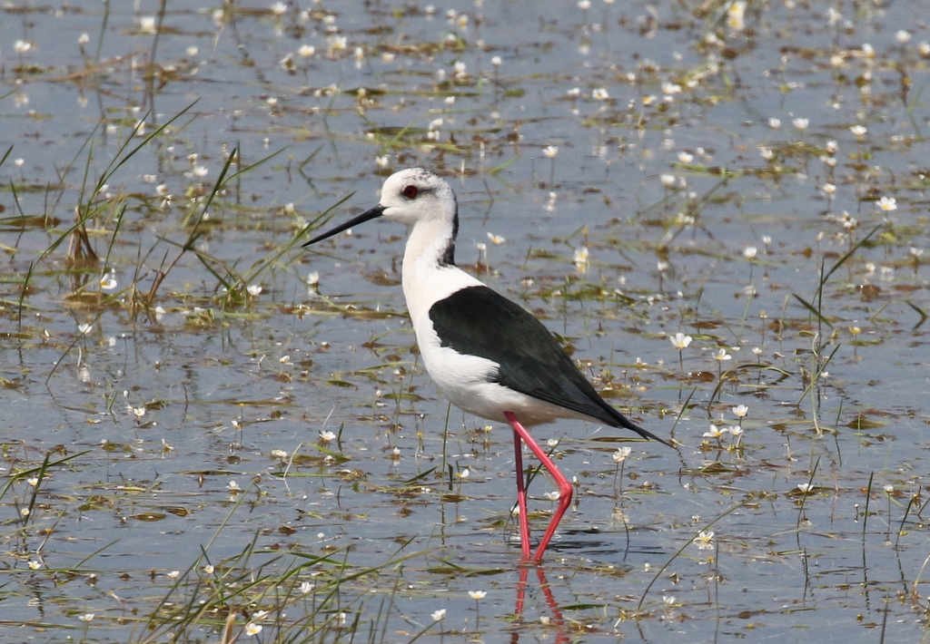 Black-winged Stilt