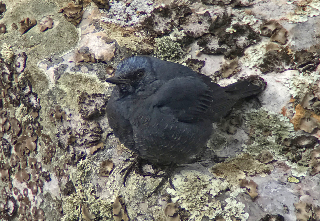 Blue Rock Thrush