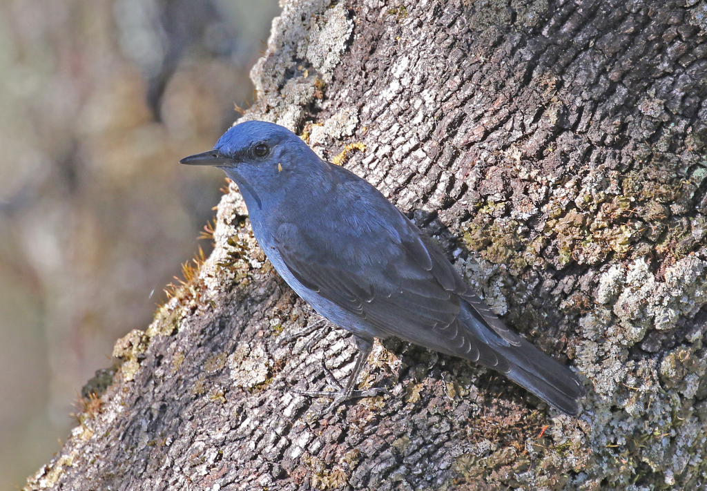 Blue Rock Thrush