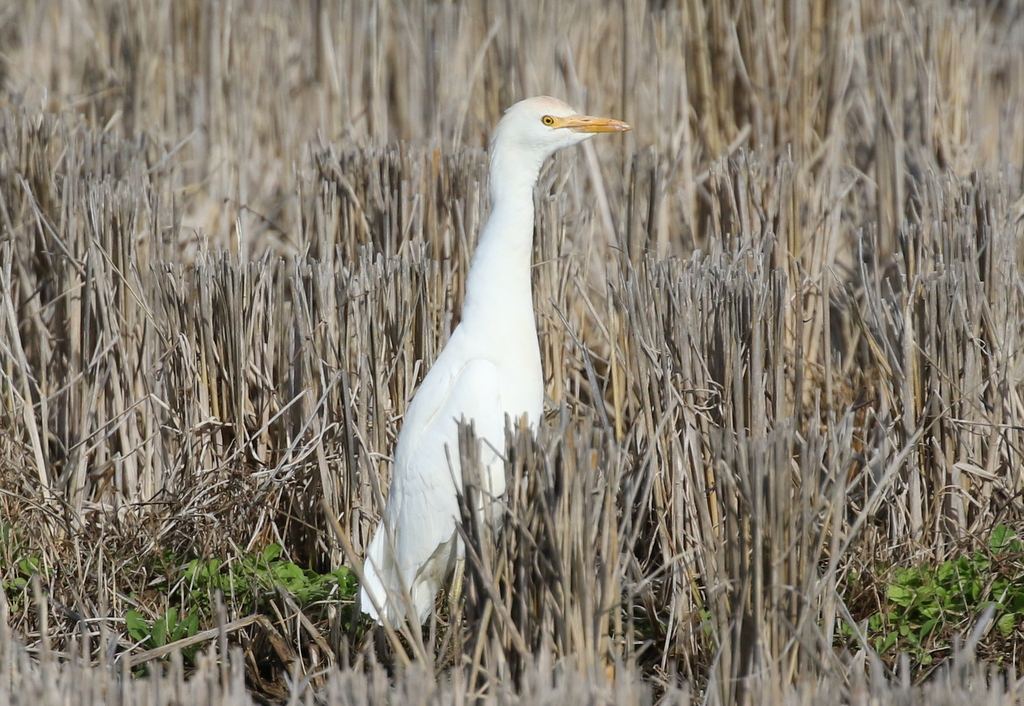 Cattle Egret