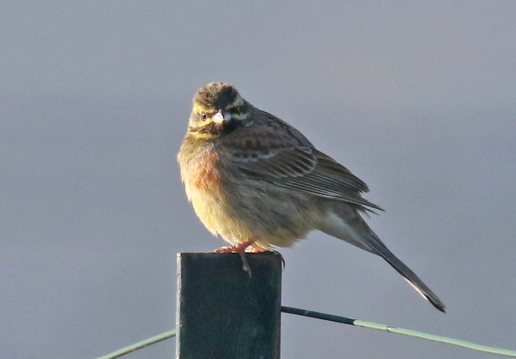 Cirl Bunting