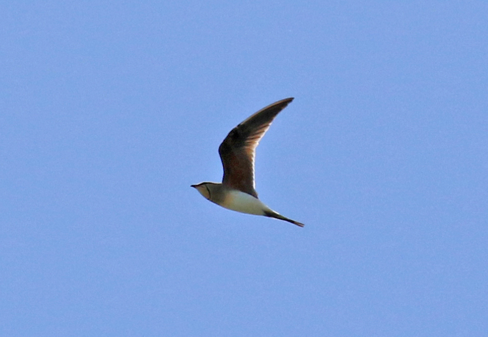 Collared Pratincole