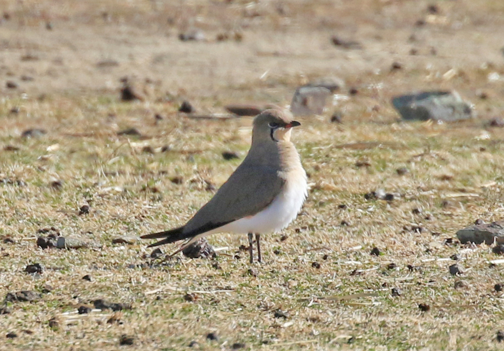 Collared Pratincole