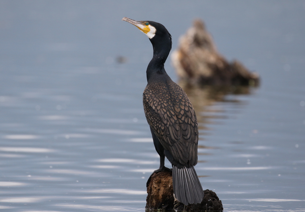 Cormorant