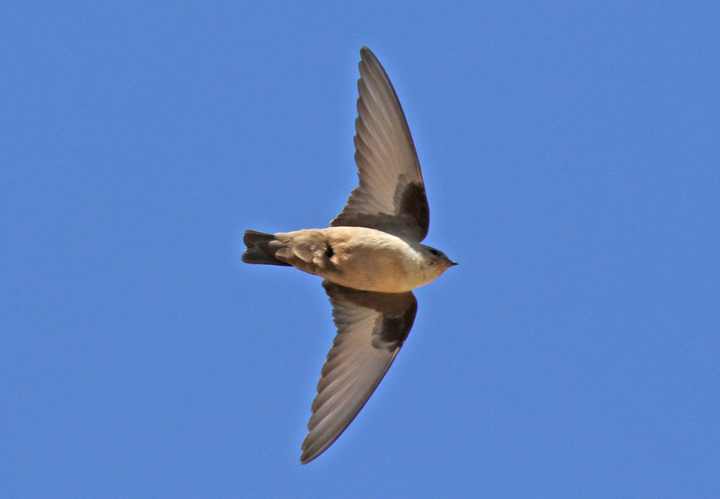 Crag Martin