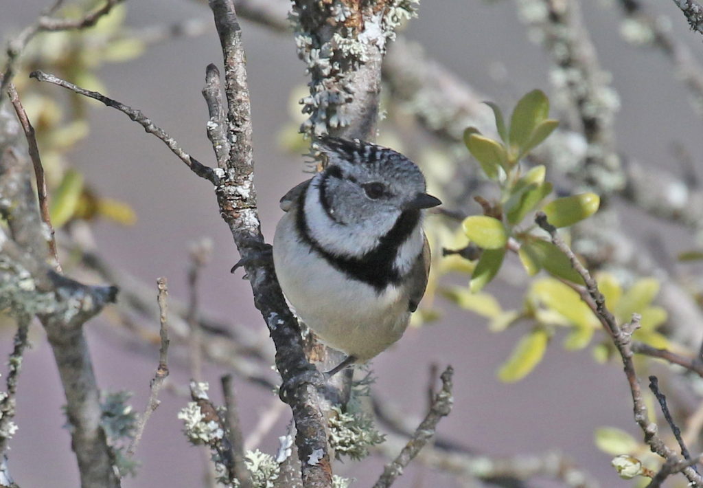 Crested Tit