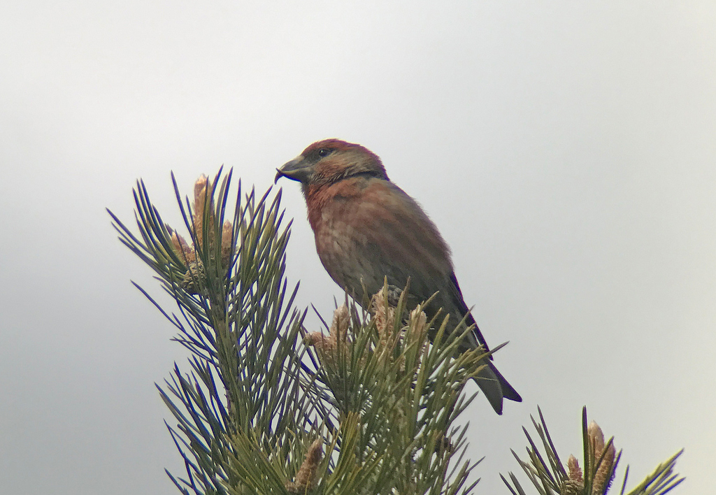 Crossbill