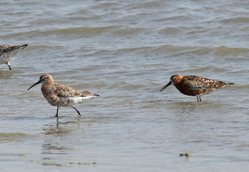 Curlew Sandpiper