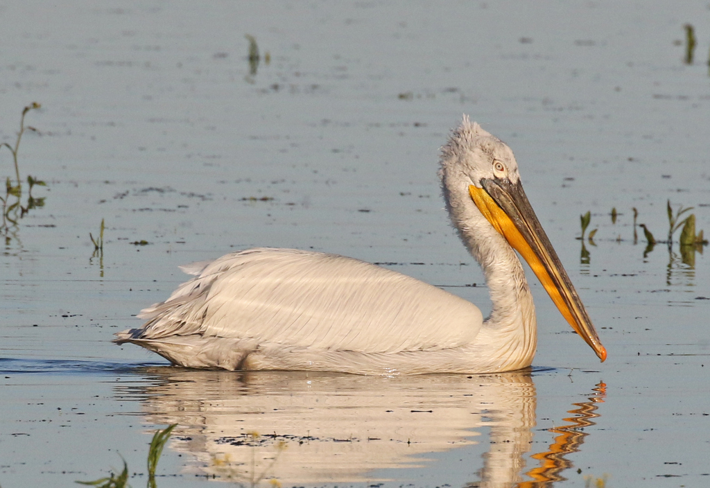 Dalmatian Pelican 1