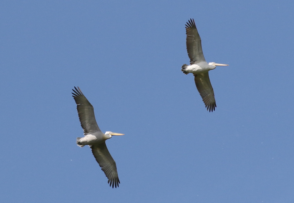 Dalmatian Pelican 2