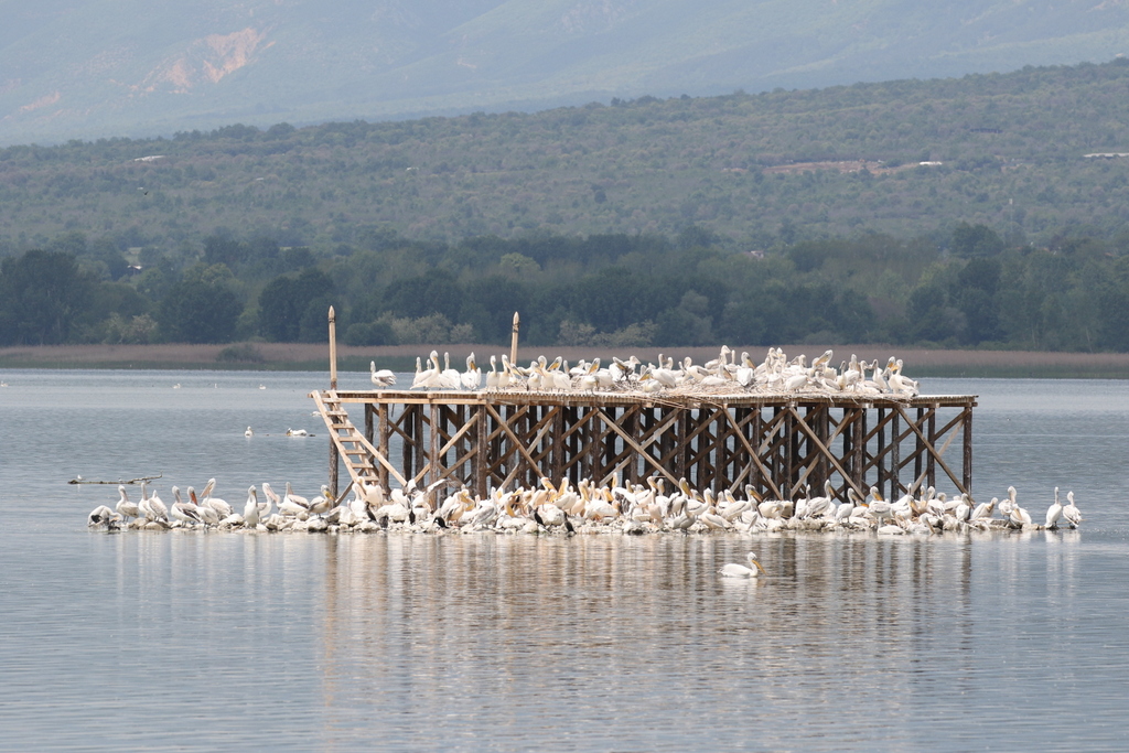 Dalmatian Pelicans