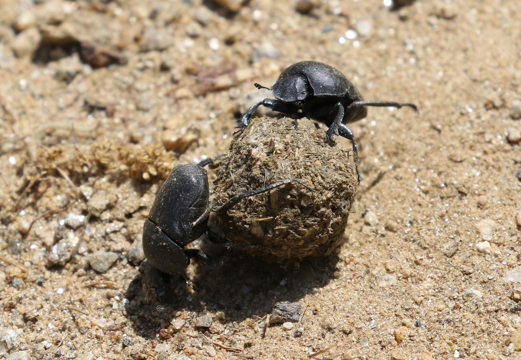 Dung Beetles