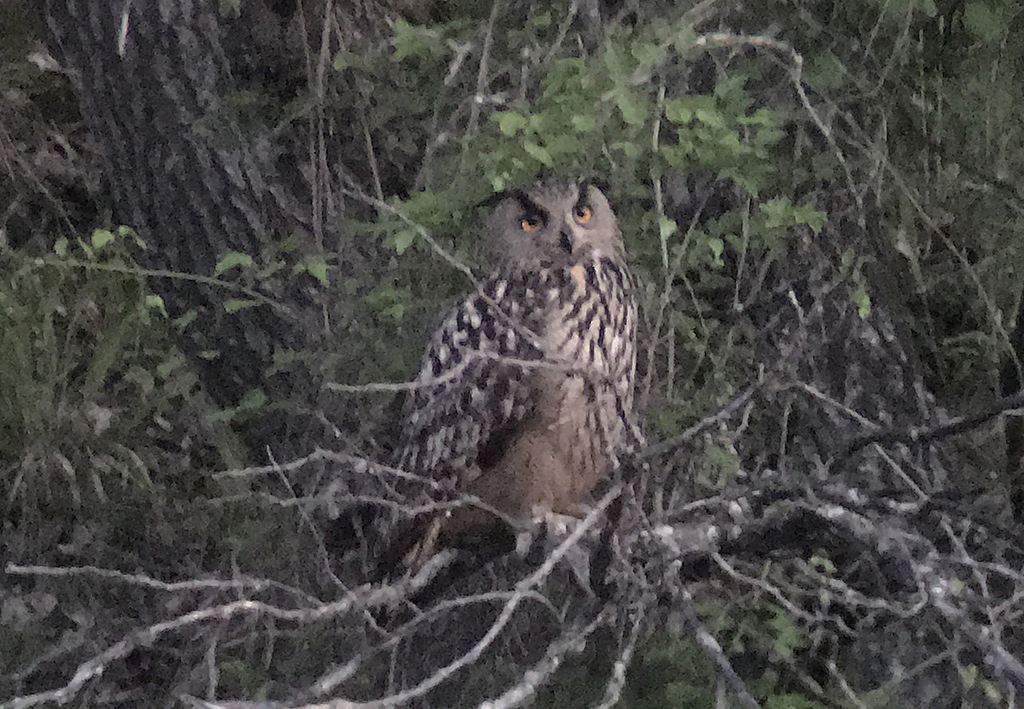 Eagle Owl